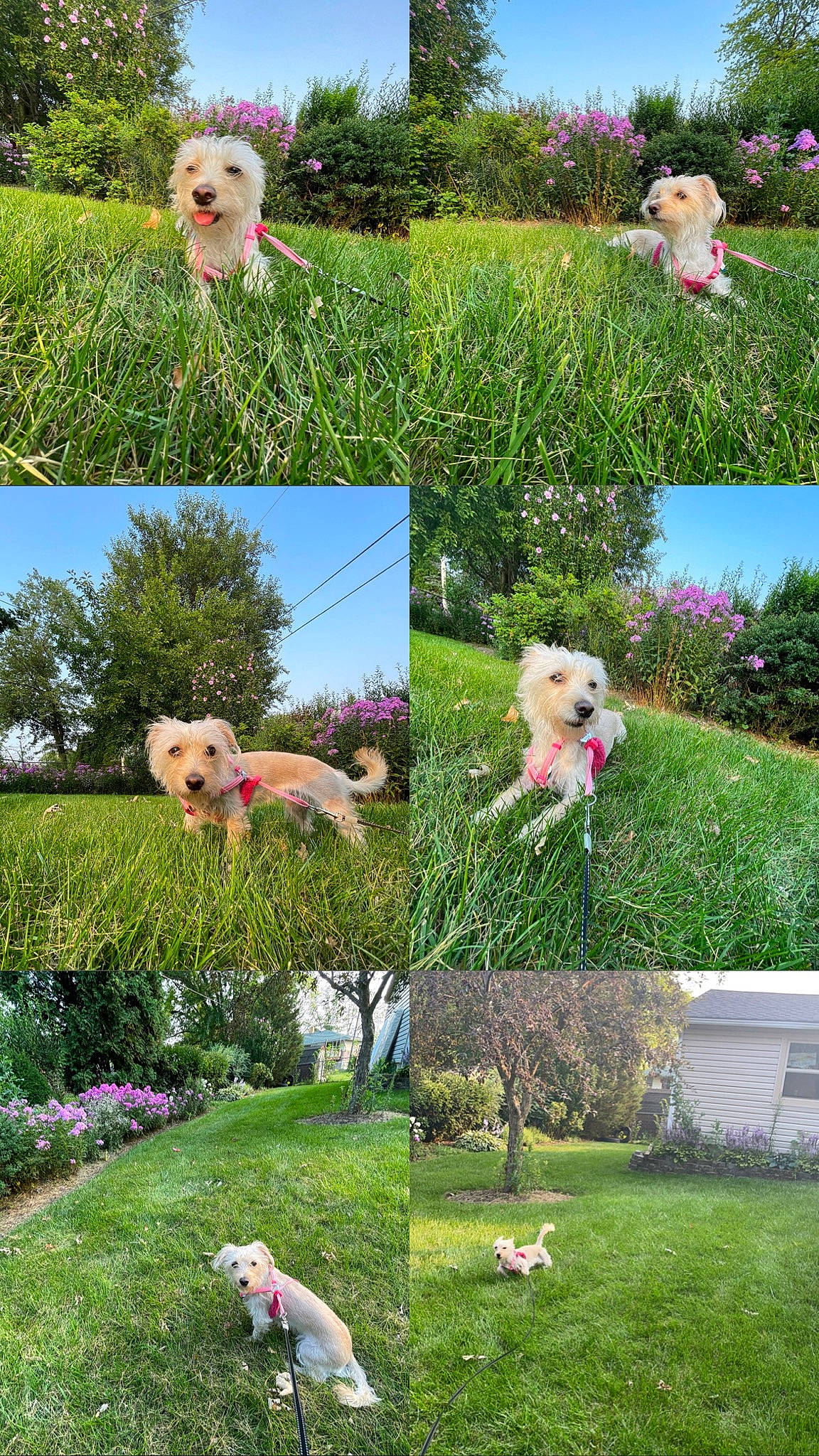 Princess joined the competition — help win amazing prizes! art, blue, carnivore, companion_dog, dog, dog_breed, fawn, flower, grass, green, lawn, leisure, mammal, nature, people_in_nature, pink, plant, shrub, summer, vertebrate