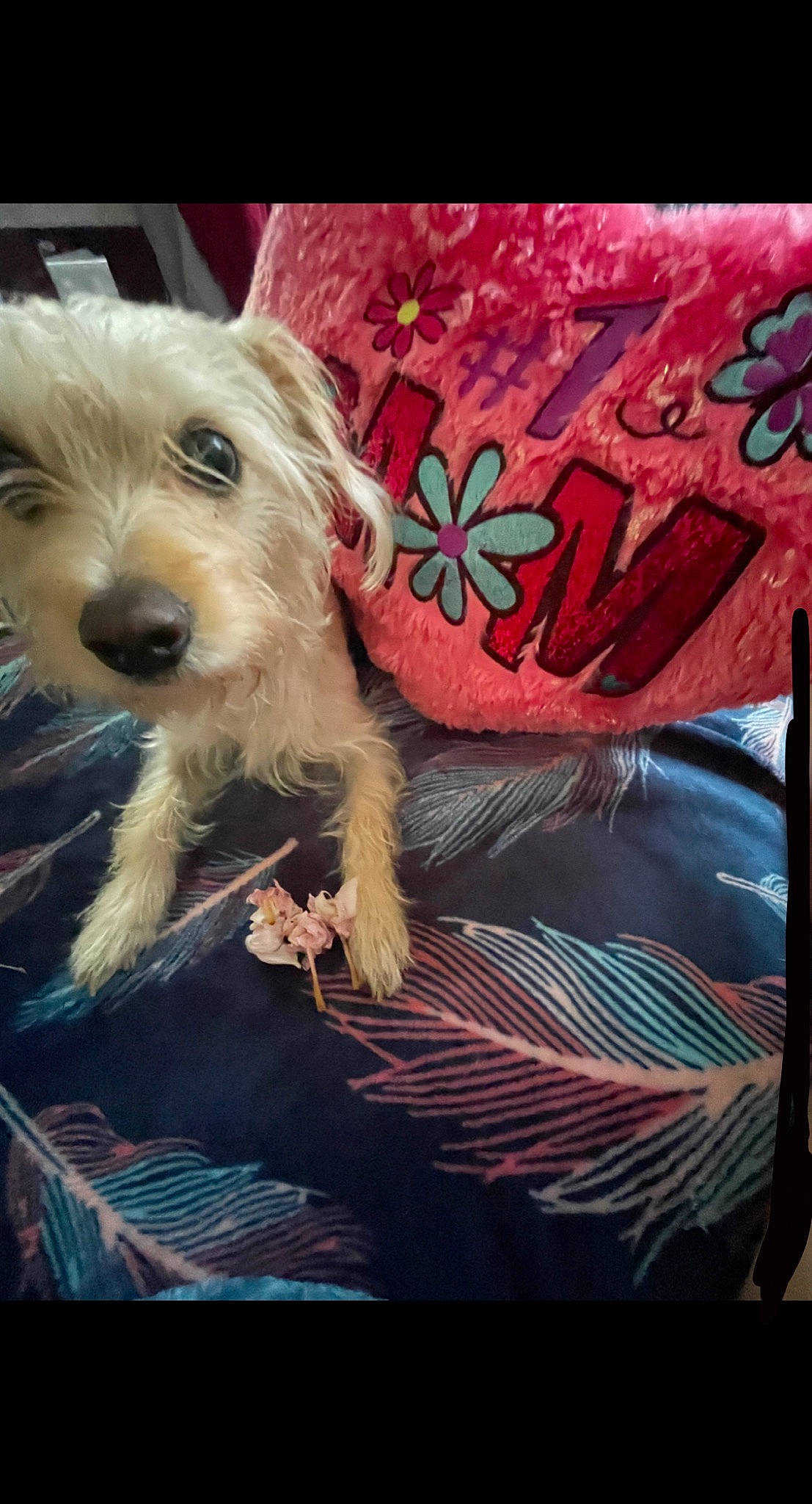 Princess joined the competition — help win amazing prizes! canidae, carnivore, companion_dog, dog, dog_breed, dog_clothes, dog_supply, fawn, fur, happy, magenta, pink, puppy_love, rectangle, small_terrier, snout, sporting_group, terrier, toy_dog, working_animal