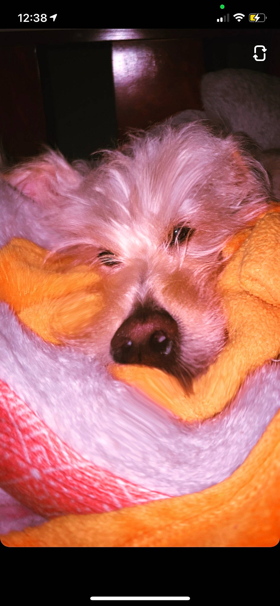 Princess is registered to the contest to win money with this photo: australian_terrier, bed, canidae, carnivore, companion_dog, dog, dog_breed, dog_supply, fawn, fur, liver, puppy, small_terrier, snout, sporting_group, terrier, toy_dog, whiskers, working_animal, yorkipoo