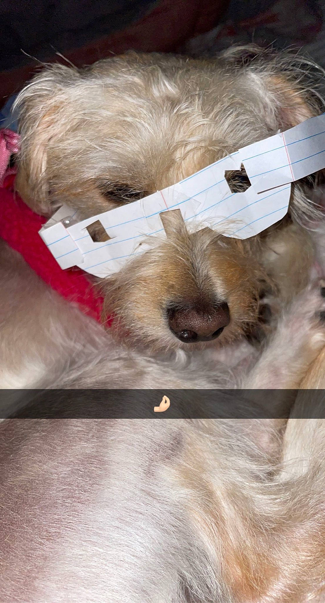 Princess is registered to the contest to win money with this photo: canidae, carnivore, companion_dog, dog, dog_breed, ear, eye, eyelash, fawn, felidae, fur, liver, small_terrier, snout, sporting_group, terrier, toy_dog, whiskers, wood, working_animal