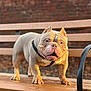 dog, bulldog, pet, bench, outdoor, sunlight, animal, fur, ears, face, paws, collar, leash, expression, park, wood, metal, background, closeup, standing