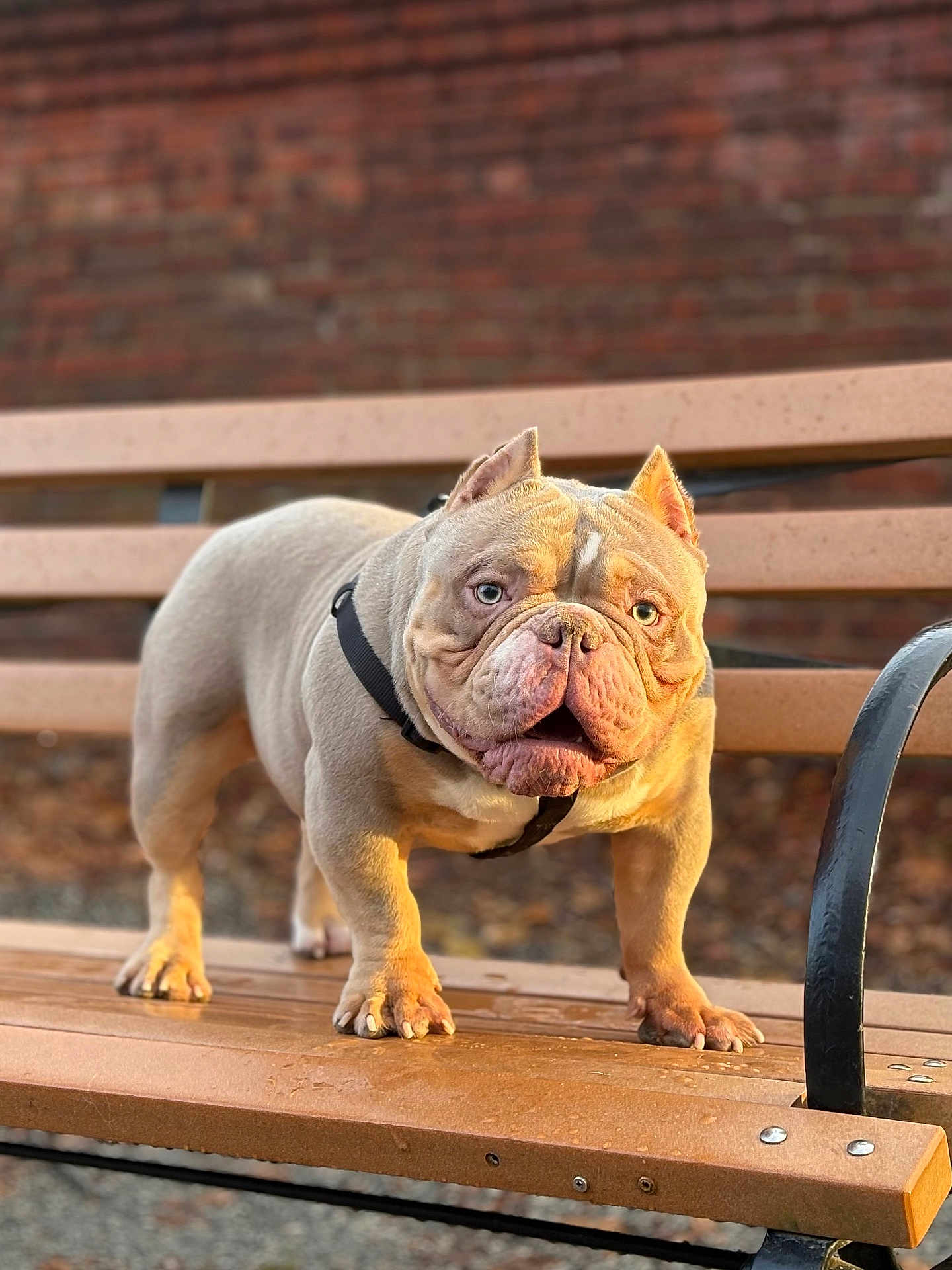 Joker is registered to the contest to win money with this photo: dog, bulldog, pet, bench, outdoor, sunlight, animal, fur, ears, face, paws, collar, leash, expression, park, wood, metal, background, closeup, standing