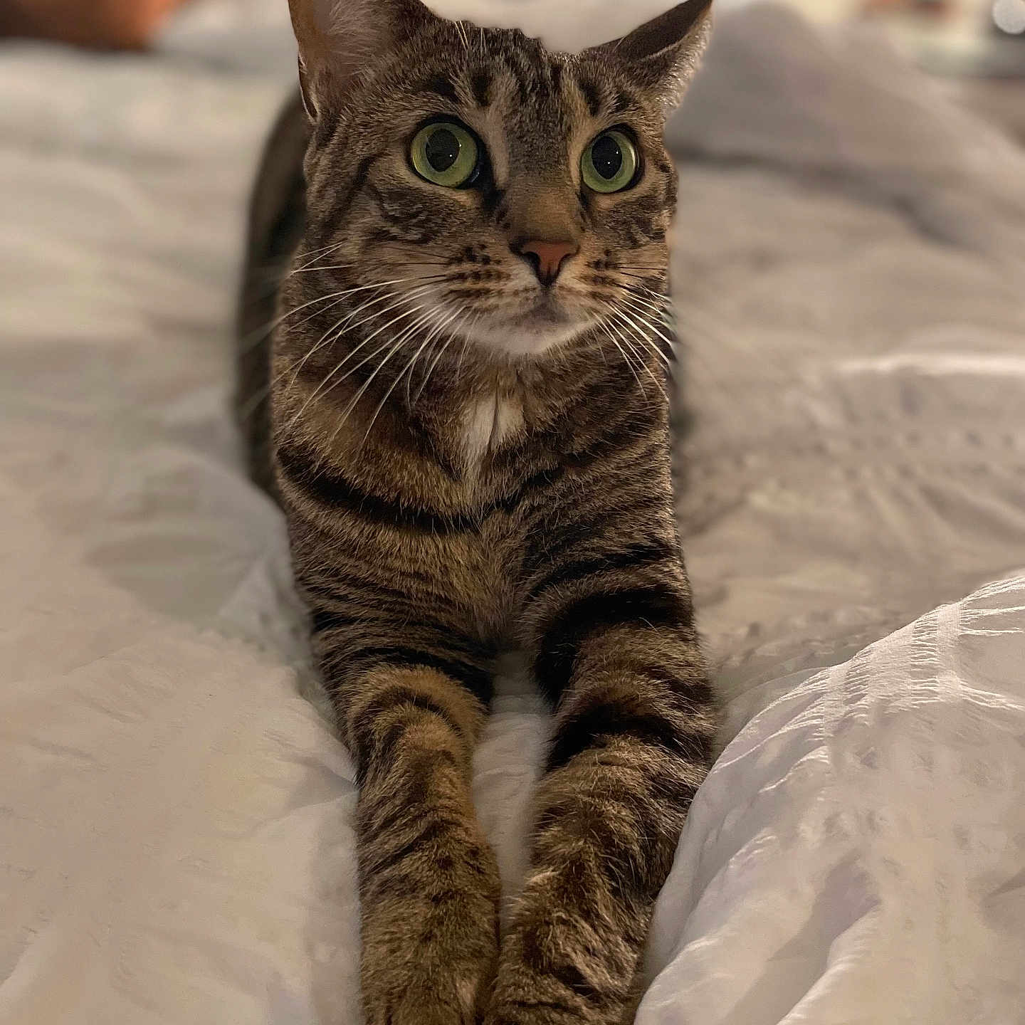 Nova joined the competition — help win amazing prizes! abyssinian, animal, bed, bedroom, blanket, cat, couch, cushion, egyptiancat, furniture, hardwood, homedecor, indoors, kitten, manx, pet, room, wood