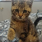Lou participe au concours pour gagner de l'argent avec cette photo : kitten, tabby, cat, pet, animal, feline, whiskers, paw, eyes, curious, indoor, basket, metal, tablecloth, striped, young, cute, small, fur, playful