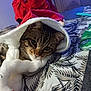 Lou a rejoint le concours — aidez-le/la à gagner de superbes lots ! animal, blurred_background, cat, close_up, cozy, face, feline, festive, fur, holiday, indoor, pattern, person, red_shirt, relaxing, resting, santa_hat, soft_texture, tabby_cat, tablecloth