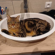 Lou participe au concours pour gagner de l'argent avec cette photo : animal_face, bathroom, cat, countertop, curious, domestic_animal, fur, furniture, glasses, household_item, indoor, pet, relaxed, sink, still_life, striped, tabby, toothbrush, white, wood_surface