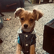 Charlie joined the competition — help win amazing prizes! brown_fur, carpet, clothing, couch, denim_jacket, dog, ears, indoor, living_room, paws, pet, portrait, puppy, rug, screenshot_ui, side_table, small_dog, timestamp, toy, trunk
