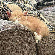 Willow joined the competition — help win amazing prizes! kitten, cat, sleeping, couch, pillow, cozy, pet, indoor, feline, nap, fur, resting, domestic_animal, cute, small, animal, relaxing, home, soft, comfort