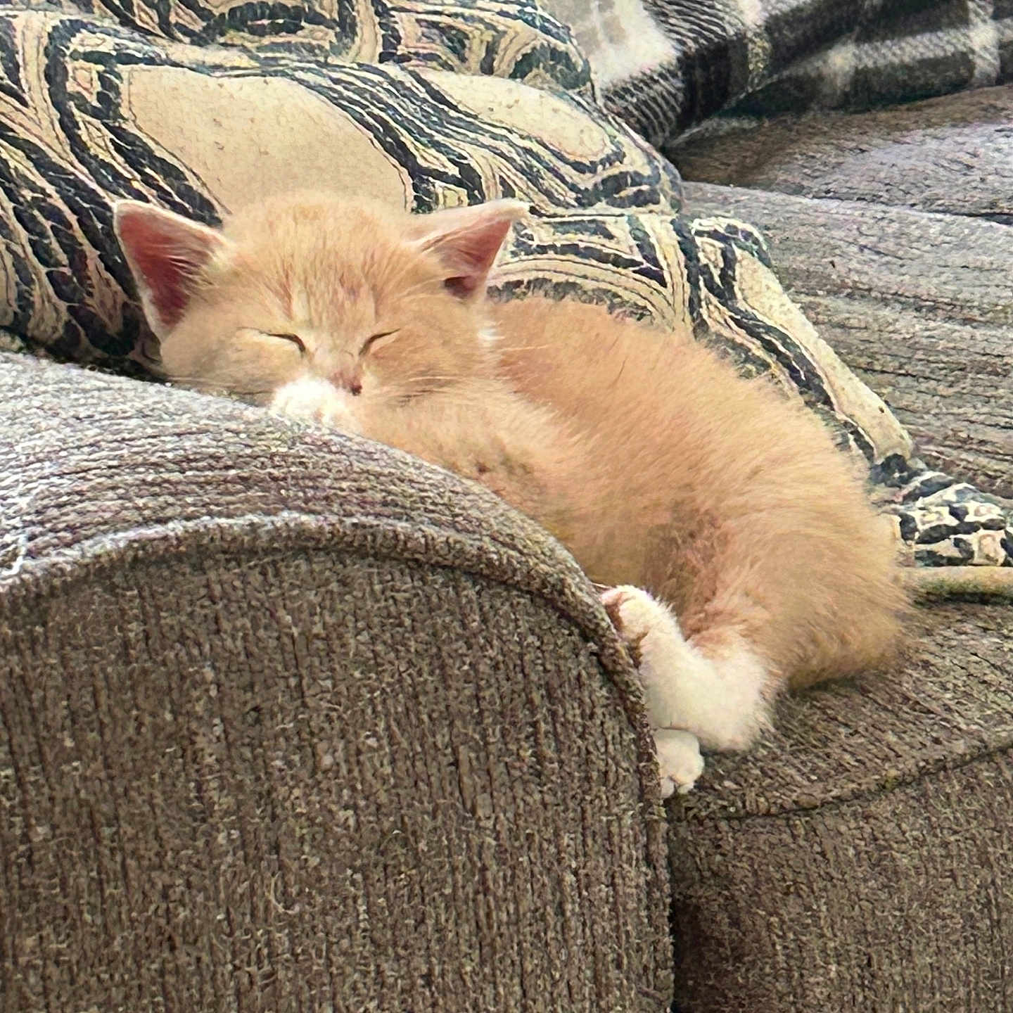 Willow joined the competition — help win amazing prizes! animal, cat, comfort, couch, cozy, cute, domestic_animal, feline, fur, home, indoor, kitten, nap, pet, pillow, relaxing, resting, sleeping, small, soft