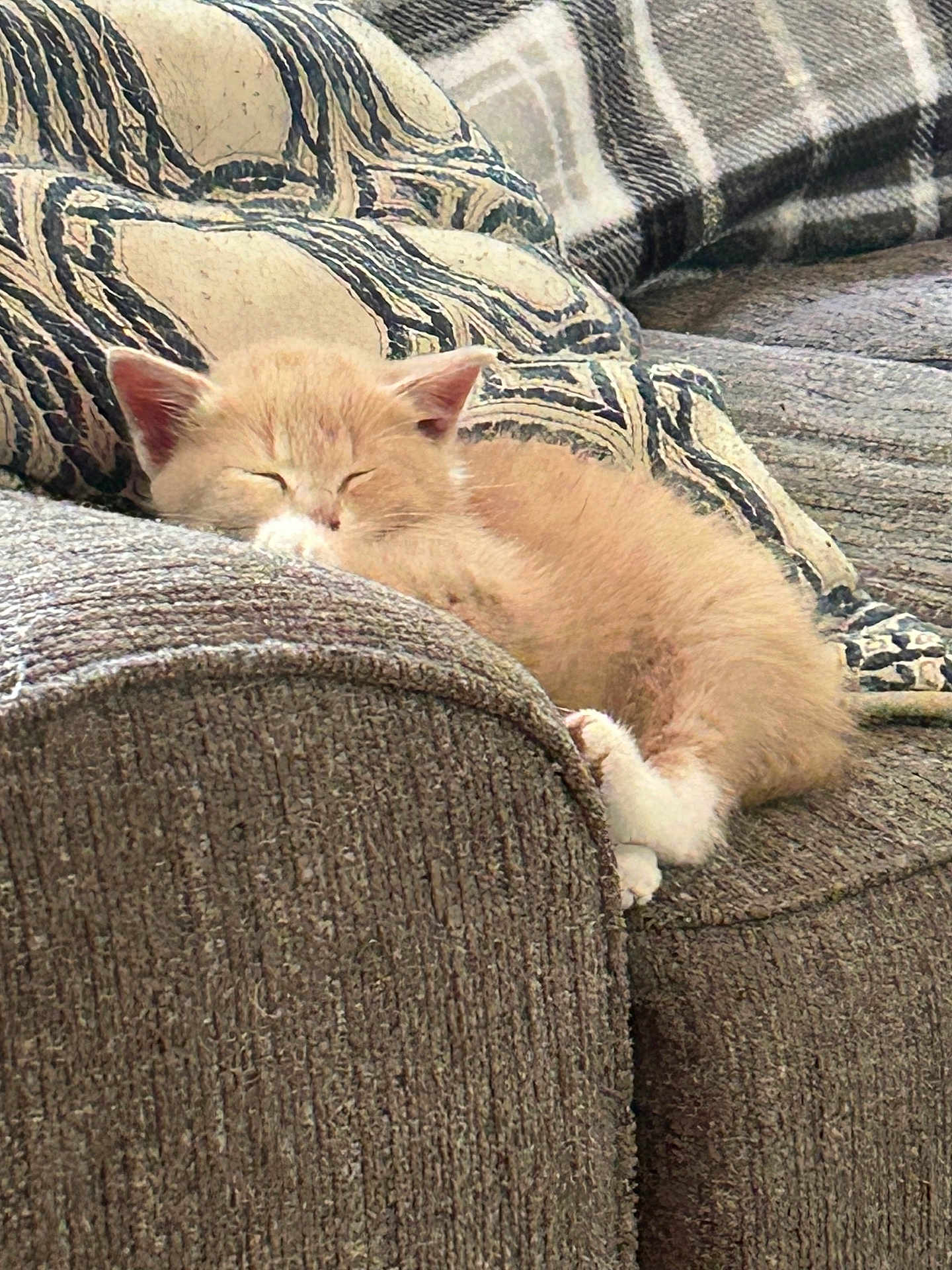 Willow
