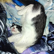 Lizzy is registered to the contest to win money with this photo: cat, kitten, black_and_white_cat, sleeping, snuggling, blanket, furry, pet, animal, cute, indoors, cozy, relaxed, lying_down, closeup, soft_fabric, blue_blanket, purple_blanket, black_and_white, family