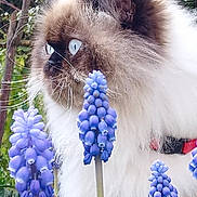 Saphir a rejoint le concours — aidez-le/la à gagner de superbes lots ! animal, blue_eyes, cat, closeup, colorful, curious, flower, fluffy, fur, garden, nature, outdoor, pet, plant, portrait, purple_flower, side_view, spring, whiskers, wildlife