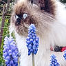 animal, blue_eyes, cat, closeup, colorful, curious, flower, fluffy, fur, garden, nature, outdoor, pet, plant, portrait, purple_flower, side_view, spring, whiskers, wildlife