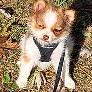 Mario is registered to the contest to win money with this photo: puppy, dog, grass, leaves, outdoor, pet, small_dog, harness, sunlight, nature, cute, animal, young_dog, fur, sitting, daylight, leaf_litter, canine, close_up, adorable