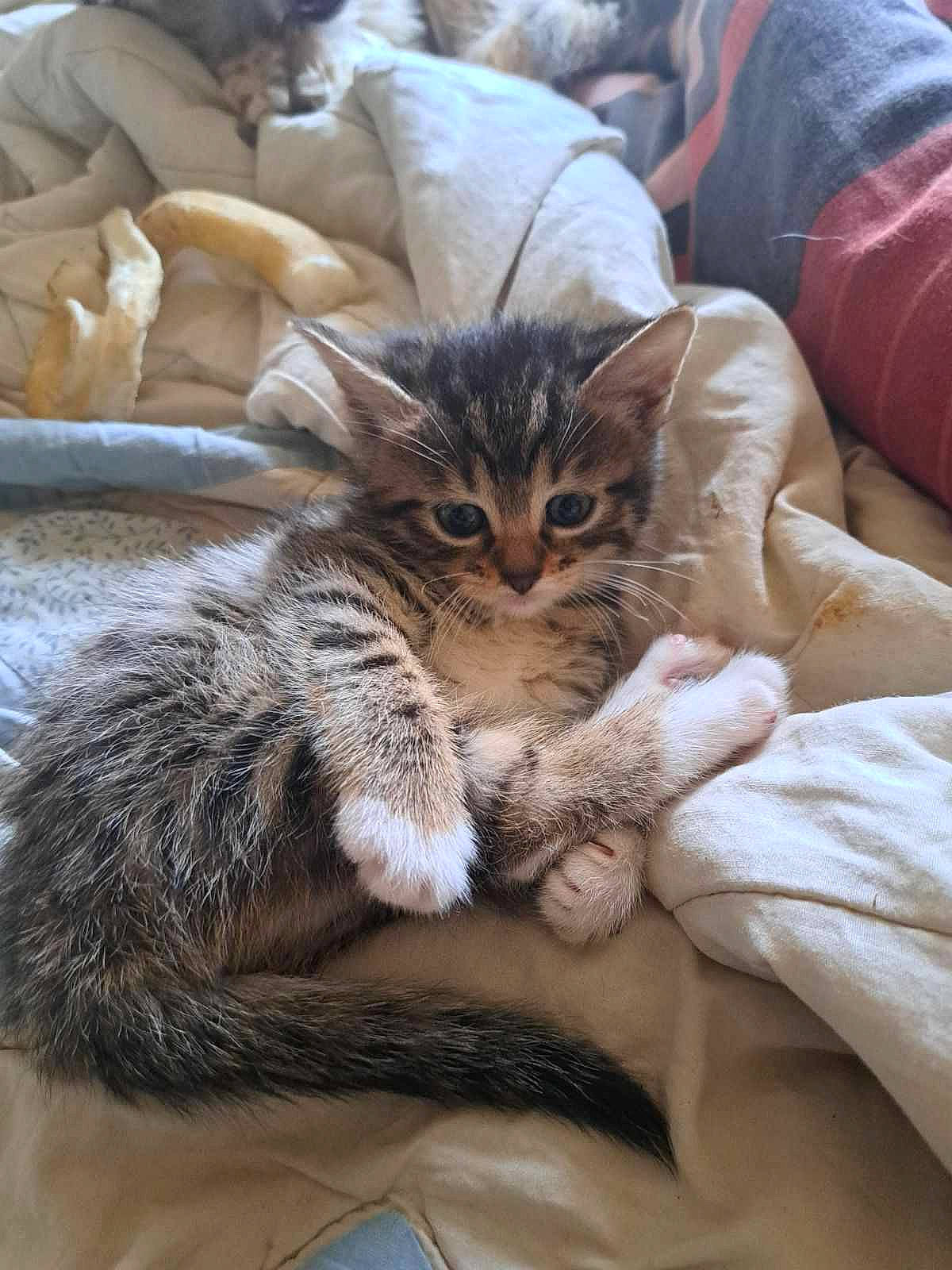 Nalah a rejoint le concours — aidez-le/la à gagner de superbes lots ! carnivore, cat, claw, comfort, domestic_short_haired_cat, fawn, felidae, fur, linens, nap, paw, sitting, small_to_medium_sized_cats, tail, terrestrial_animal, whiskers, wildlife, wood