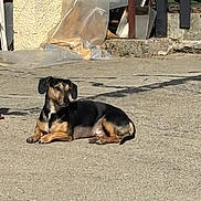 Speedy a rejoint le concours — aidez-le/la à gagner de superbes lots ! animal, black_and_tan, canine, concrete, dachshund, dog, fence, floppy_ears, long_body, looking_at_camera, lying_down, outdoor, pavement, pet, plastic_sheeting, relaxed, short_legs, street, sunlight, wall