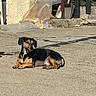 animal, black_and_tan, canine, concrete, dachshund, dog, fence, floppy_ears, long_body, looking_at_camera, lying_down, outdoor, pavement, pet, plastic_sheeting, relaxed, short_legs, street, sunlight, wall