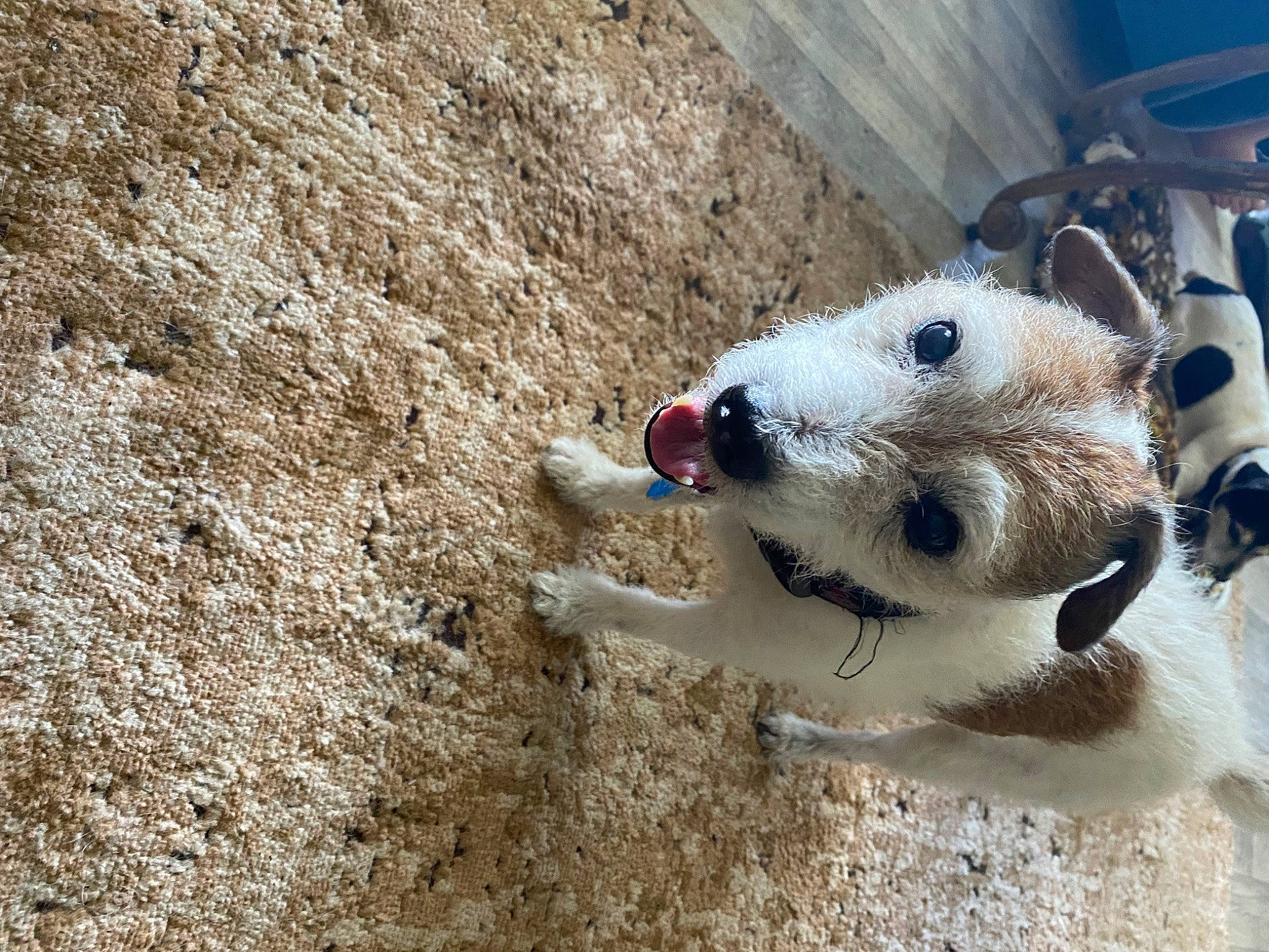 Wishbone joined the competition — help win amazing prizes! canidae, carnivore, collar, companion_dog, dog_breed, fawn, fur, landscape, livestock, non_sporting_group, paw, pet_supply, snout, soil, sporting_group, terrestrial_animal, whiskers, wildlife, working_animal