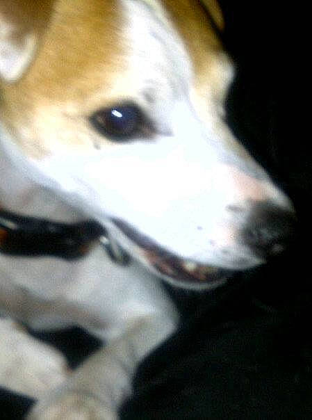 Riley is registered to the contest to win money with this photo: ancient_dog_breeds, canidae, carnivore, collar, companion_dog, dog, dog_breed, dog_collar, fawn, fur, hunting_dog, non_sporting_group, snout, sporting_group, street_dog, terrestrial_animal, whiskers, working_animal, working_dog