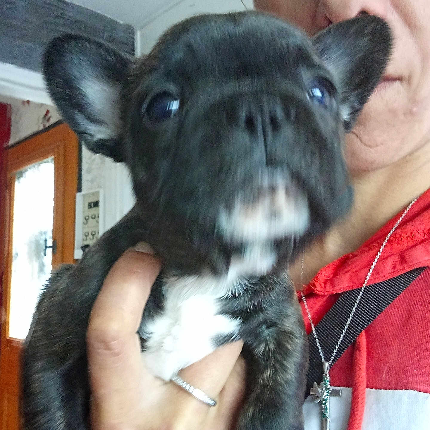 Simba participe au concours pour gagner de l'argent avec cette photo : black_puppy, blur, closeup, dog, door, ear, face, hand, holding, home, indoor, necklace, person, portrait, puppy, red_hoodie, wall, white_chest, window, young_dog