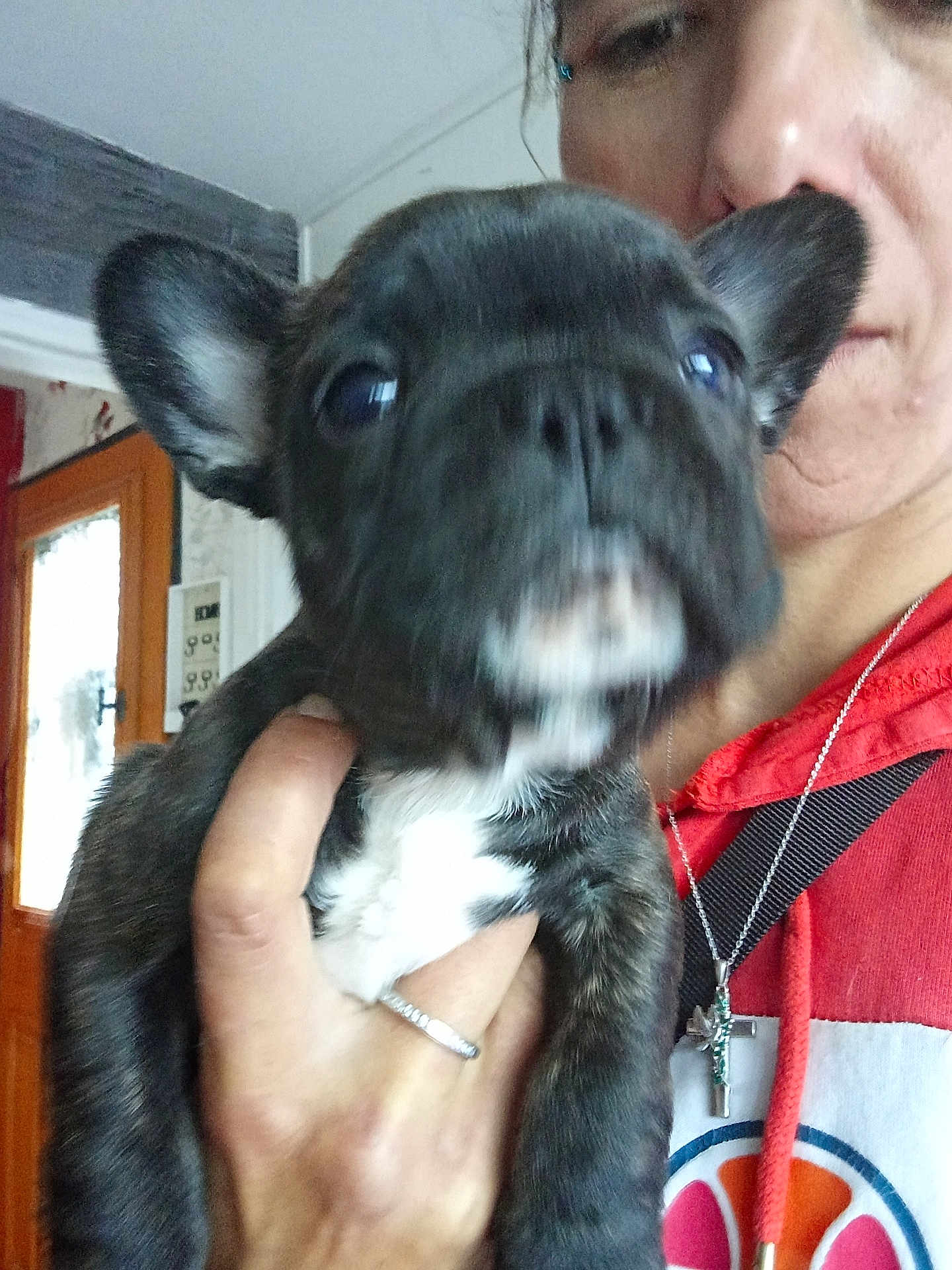 Simba participe au concours pour gagner de l'argent avec cette photo : puppy, dog, person, hand, indoor, closeup, holding, black_puppy, white_chest, face, ear, necklace, red_hoodie, door, window, wall, home, blur, portrait, young_dog