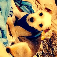 Buster is registered to the contest to win money with this photo: animal, bed, bedspread, beige, blanket, blue, cozy, cute, dog, fleece, fur, harness, indoor, looking_up, lying_down, pattern, pet, resting, small_dog, tree_branch