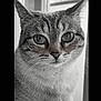 Mimi a rejoint le concours — aidez-le/la à gagner de superbes lots ! animal, black_and_white, calm, cat, close_up, detailed, domestic_animal, ears, eyes, face, feline, fur, indoor, looking_at_camera, pet, portrait, sitting, soft_light, whiskers, window