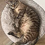Mimi participe au concours pour gagner de l'argent avec cette photo : animal, bed, cat, cozy, cute, domestic_cat, feline, floor, fluffy, indoor, lying_down, paw, pet, relaxed, resting, sleepy, striped, tabby, tail, wooden_floor