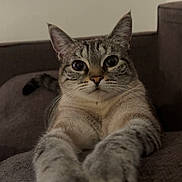 Mimi a rejoint le concours — aidez-le/la à gagner de superbes lots ! animal, brown, cat, closeup, couch, cute, ears, feline, fur, home, indoor, looking, mammal, paws, pet, portrait, relaxed, stretching, tabby, whiskers