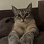 animal, brown, cat, closeup, couch, cute, ears, feline, fur, home, indoor, looking, mammal, paws, pet, portrait, relaxed, stretching, tabby, whiskers