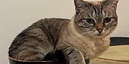 Mimi participe au concours pour gagner de l'argent avec cette photo : animal, bowl, cat, cute, domestic_cat, ear, feline, fur, home, indoor, mammal, paw, pet, relaxed, resting, striped, tabby_cat, table_mat, whiskers, wooden_table
