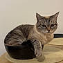 animal, bowl, cat, cute, domestic_cat, ear, feline, fur, home, indoor, mammal, paw, pet, relaxed, resting, striped, tabby_cat, table_mat, whiskers, wooden_table