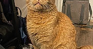 Nolan is registered to the contest to win money with this photo: cat, orange_tabby, pet, indoor, feline, curious, whiskers, floor, wooden_floor, bag, household_items, domestic, fur, wide_eyes, sitting, attention, close_up, cute, animal, mammal