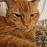 Nolan joined the competition — help win amazing prizes! cat, ginger_cat, close_up, indoor, pet, feline, whiskers, fur, animal, cute, relaxed, bed, blanket, portrait, mammal, domestic_animal, resting, face, ears, nose