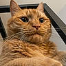 Nolan is registered to the contest to win money with this photo: cat, orange_tabby, close_up, whiskers, fur, pet, animal, indoor, portrait, curious, serious, looking_down, face, ears, nose, eyes, feline, black_frame, background, domestic_cat