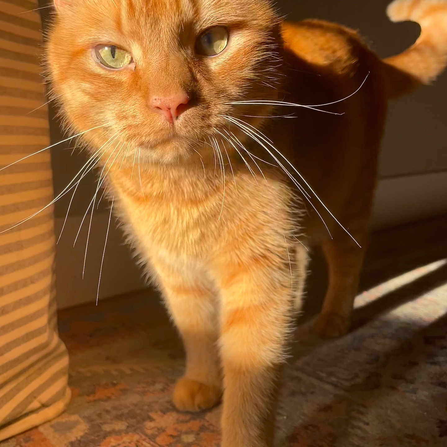 Nolan joined the competition — help win amazing prizes! cat, orange_tabby, whiskers, close_up, indoor, carpet, sunlight, shadow, curious, pet, feline, walking, fur, animal, mammal, domestic, portrait, eye_contact, striped, home