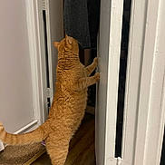 Nolan is registered to the contest to win money with this photo: cat, orange_tabby, door, wooden_floor, indoor, curious, pet, animal, feline, stretching, hind_legs, white_door, home, floor, fur, paw, investigation, door_hinge, scratcher, cozy