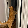 cat, orange_tabby, door, wooden_floor, indoor, curious, pet, animal, feline, stretching, hind_legs, white_door, home, floor, fur, paw, investigation, door_hinge, scratcher, cozy