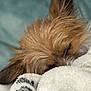 Mojito joined the competition — help win amazing prizes! animal, blanket, brown_fur, closeup, comfort, cozy, cute, dog, fur, home, indoors, nap, peaceful, pet, relaxed, resting, sleeping, snuggled, soft, warm
