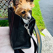 Mojito joined the competition — help win amazing prizes! animal, bag, black_leather, chair, cushion, cute, daylight, dog, fur, greenery, leaves, metal_chair, nature, orange_leaves, outdoor, path, pet, puppy, small_dog, yellow_leaves