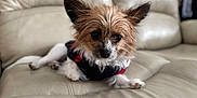 Mojito is registered to the contest to win money with this photo: animal, canine, close_up, coat, comfortable, companion, cute, dog, domestic, ears, fluffy, fur, indoor, leather_couch, mammal, pet, portrait, relaxed, small_dog, sweater