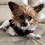 animal, canine, close_up, coat, comfortable, companion, cute, dog, domestic, ears, fluffy, fur, indoor, leather_couch, mammal, pet, portrait, relaxed, small_dog, sweater
