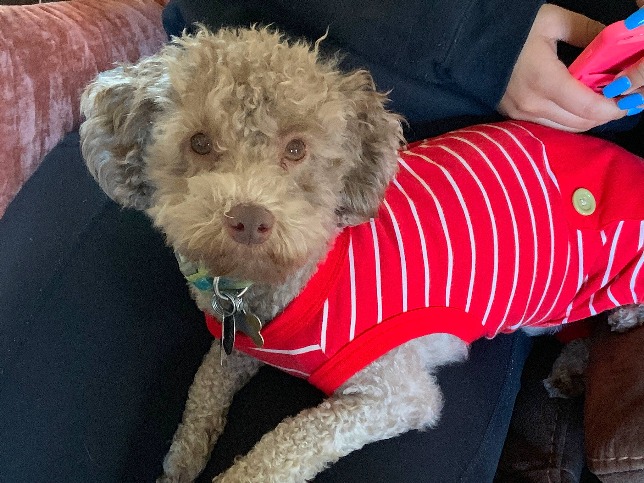 Charlie Brown is registered to the contest to win money with this photo: bolonka, canidae, carnivore, cockapoo, companion_dog, dog, dog_breed, lagotto_romagnolo, maltepoo, mammal, miniature_poodle, poodle, poodle_crossbreed, puppy, schnoodle, spanish_water_dog, toy_dog, toy_poodle, vertebrate, water_dog