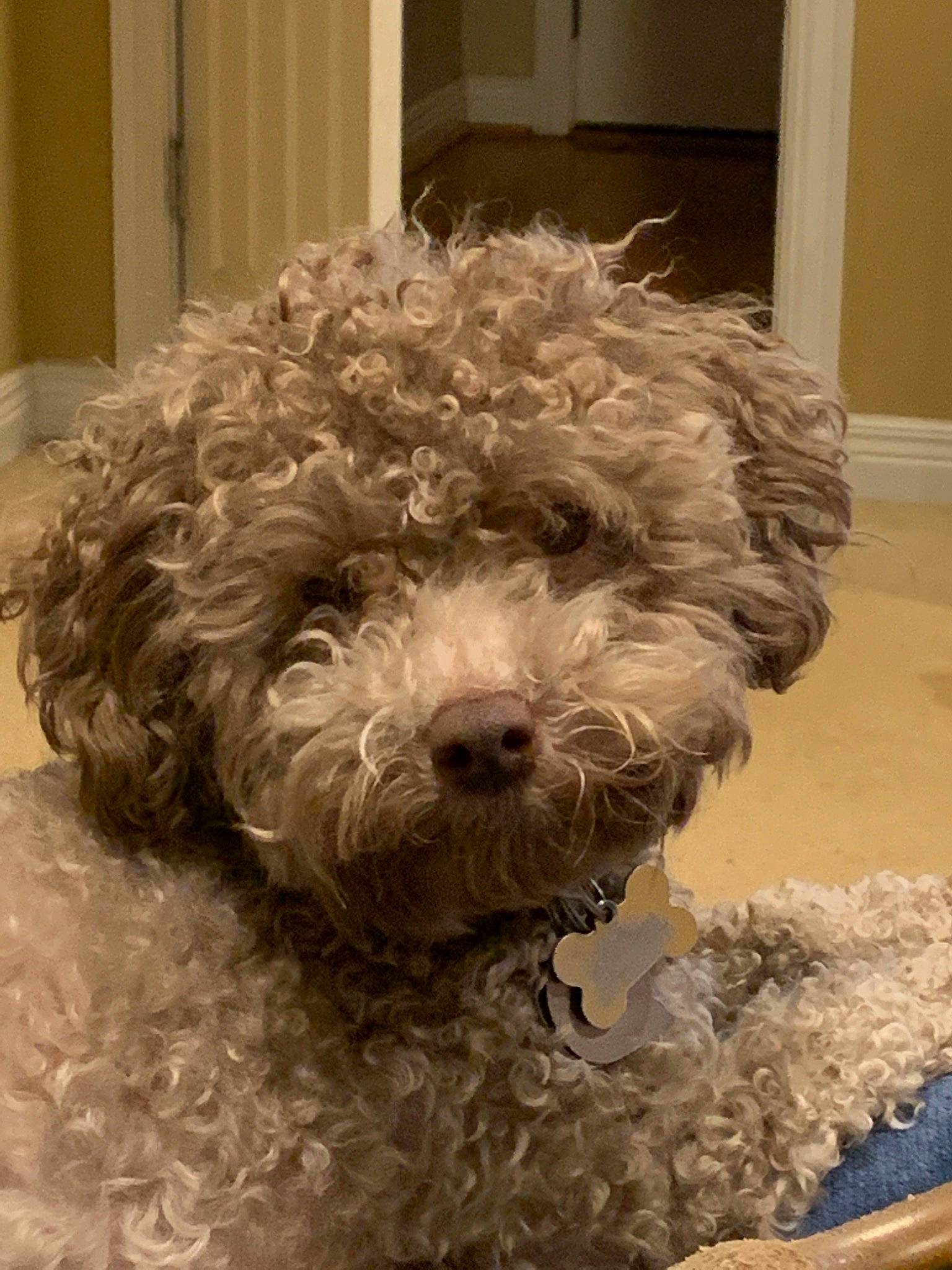 Charlie Brown is registered to the contest to win money with this photo: bolonka, canidae, carnivore, cockapoo, dog, dog_breed, havanese, lagotto_romagnolo, maltepoo, mammal, miniature_poodle, poodle_crossbreed, schnoodle, shih_poo, snout, spanish_water_dog, terrier, toy_poodle, vertebrate, water_dog