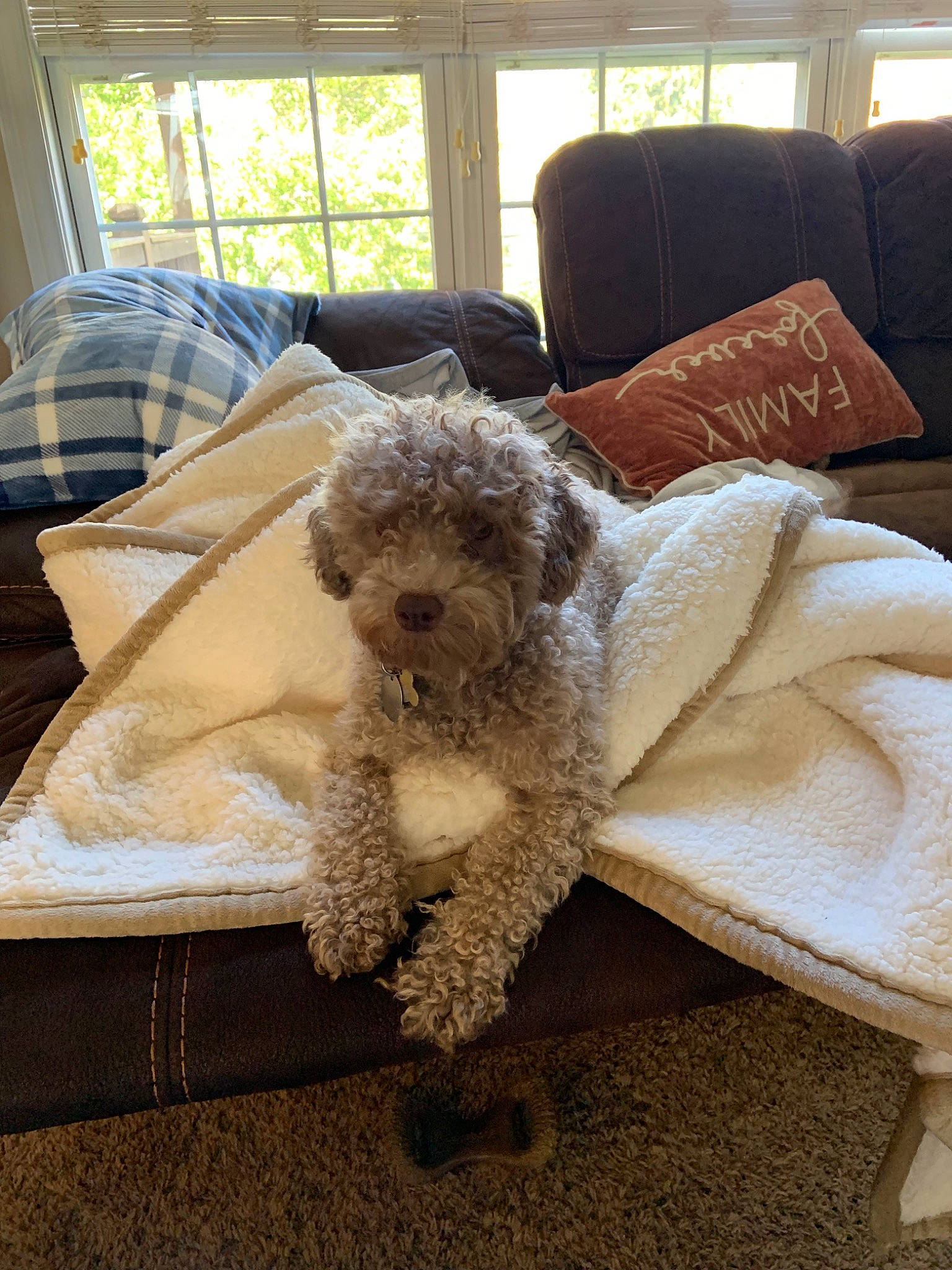 Charlie Brown joined the competition — help win amazing prizes! bolonka, canidae, carnivore, cockapoo, companion_dog, dog, dog_breed, goldendoodle, havanese, labradoodle, lagotto_romagnolo, maltepoo, mammal, miniature_poodle, poodle_crossbreed, schnoodle, snout, spanish_water_dog, toy_poodle, vertebrate