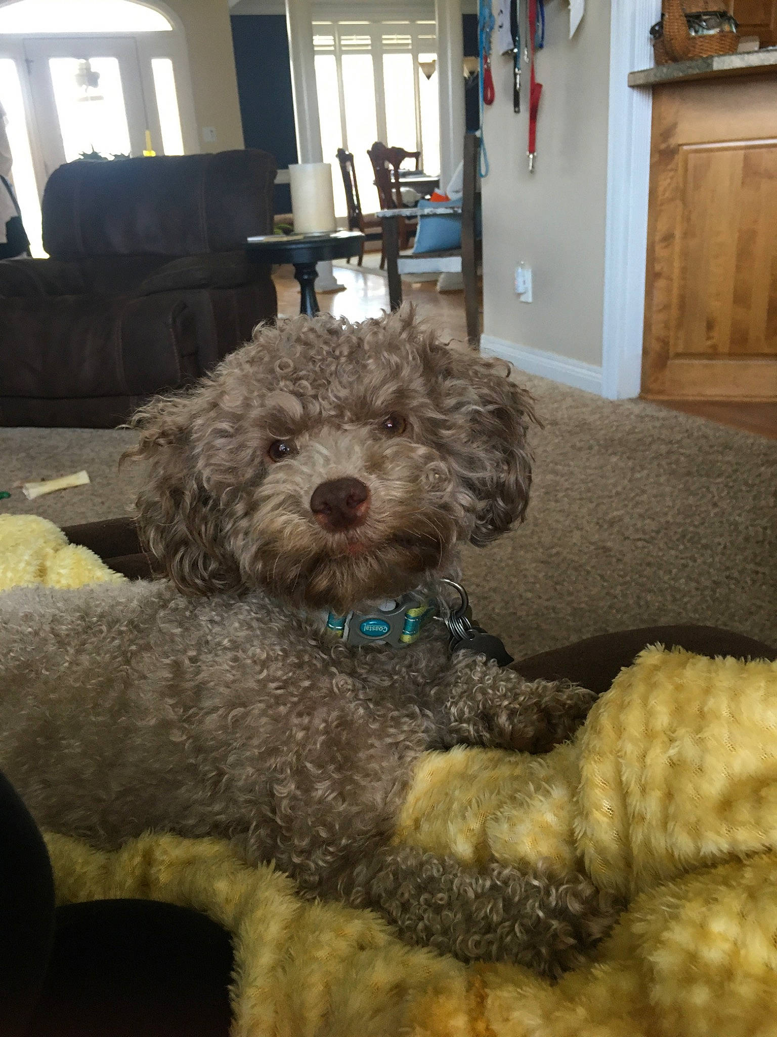 Charlie Brown joined the competition — help win amazing prizes! bolonka, canidae, carnivore, cavapoo, cockapoo, companion_dog, dog, dog_breed, goldendoodle, lagotto_romagnolo, maltepoo, mammal, miniature_poodle, poodle_crossbreed, schnoodle, shih_poo, spanish_water_dog, sporting_group, toy_poodle, vertebrate