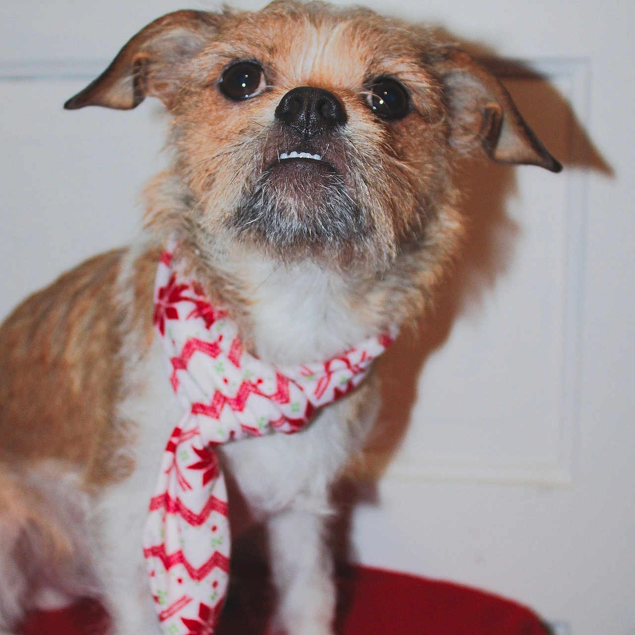 Squiggles joined the competition — help win amazing prizes! accessories, affenpinscher, animal, bandana, canine, chihuahua, clothing, dog, formalwear, headband, leash, pet, poodle, pug, puppy, scarf, strap, terrier, tie