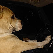 Roxy joined the competition — help win amazing prizes! dog, animal, pet, steering_wheel, car_interior, ford, night, brown_dog, profile, paw, vehicle, transportation, driving, dashboard, close_up, mammal, domestic_animal, canine, dark, serious_expression