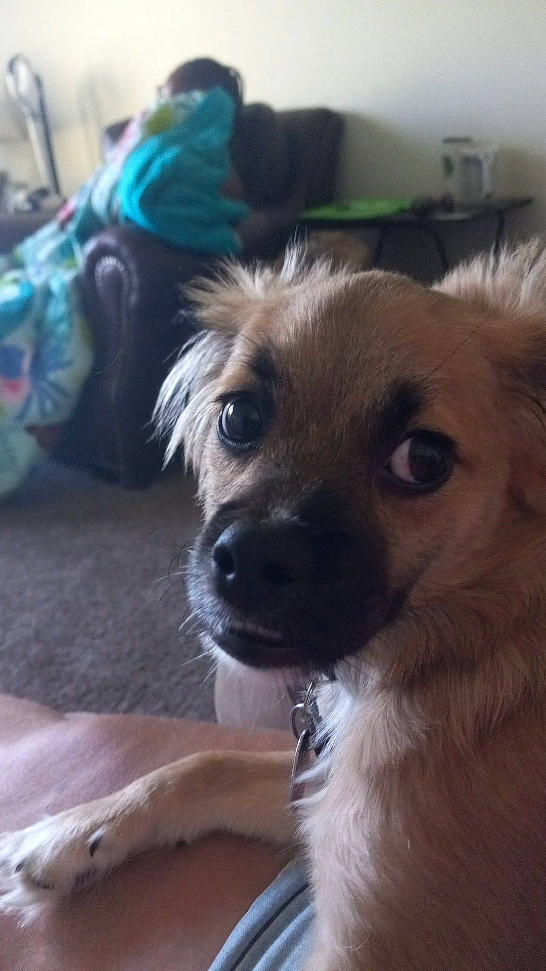 Shane Gray Strzelecki joined the competition — help win amazing prizes! backpack, bag, carnivore, companion_dog, dog, dog_breed, fawn, fur, luggage_and_bags, sporting_group, terrestrial_animal, toy_dog, whiskers, working_animal