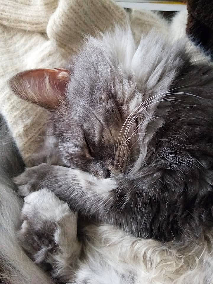 Misty participe au concours pour gagner de l'argent avec cette photo : british_longhair, british_semi_longhair, carnivore, cat, domestic_long_haired_cat, ear, felidae, fur, kitten, maine_coon, nap, nebelung, norwegian_forest_cat, ragamuffin, siberian, sleep, small_to_medium_sized_cats, whiskers